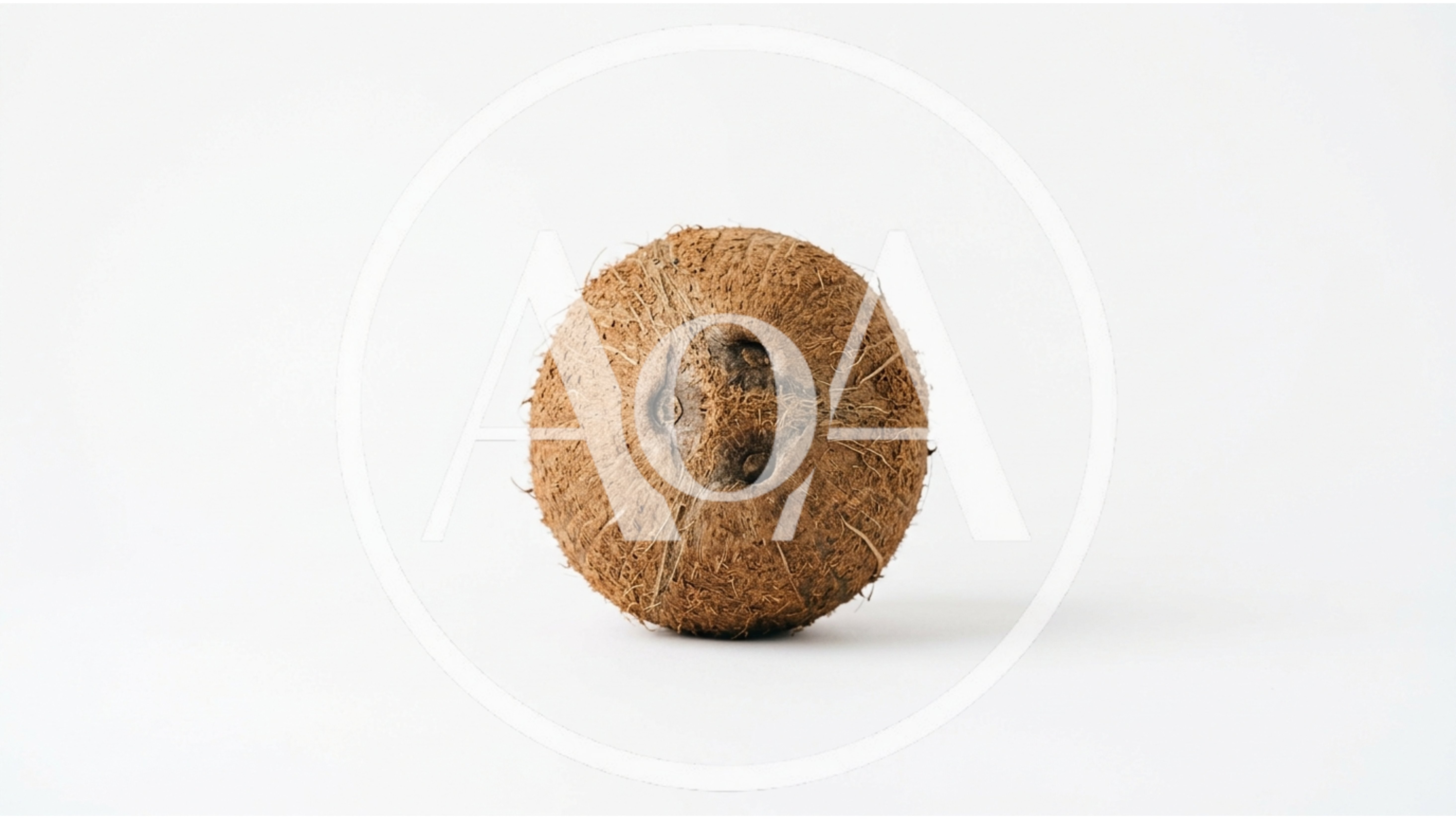 Single Whole Brown Coconut Isolated On White Background