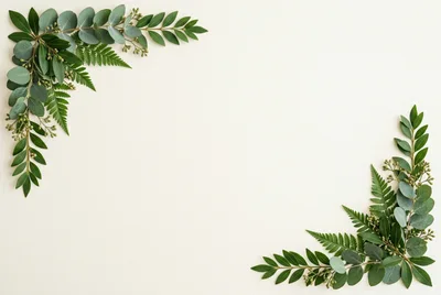 Botanical Corner Frame With Eucalyptus And Fern Leaves