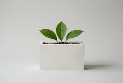 Minimalist Potted Plant With Three Green Leaves