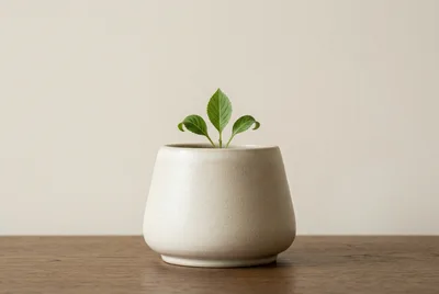 Small Green Plant In A Minimalist Ceramic Pot