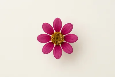 Single Magenta Zinnia Flower On A Plain Background