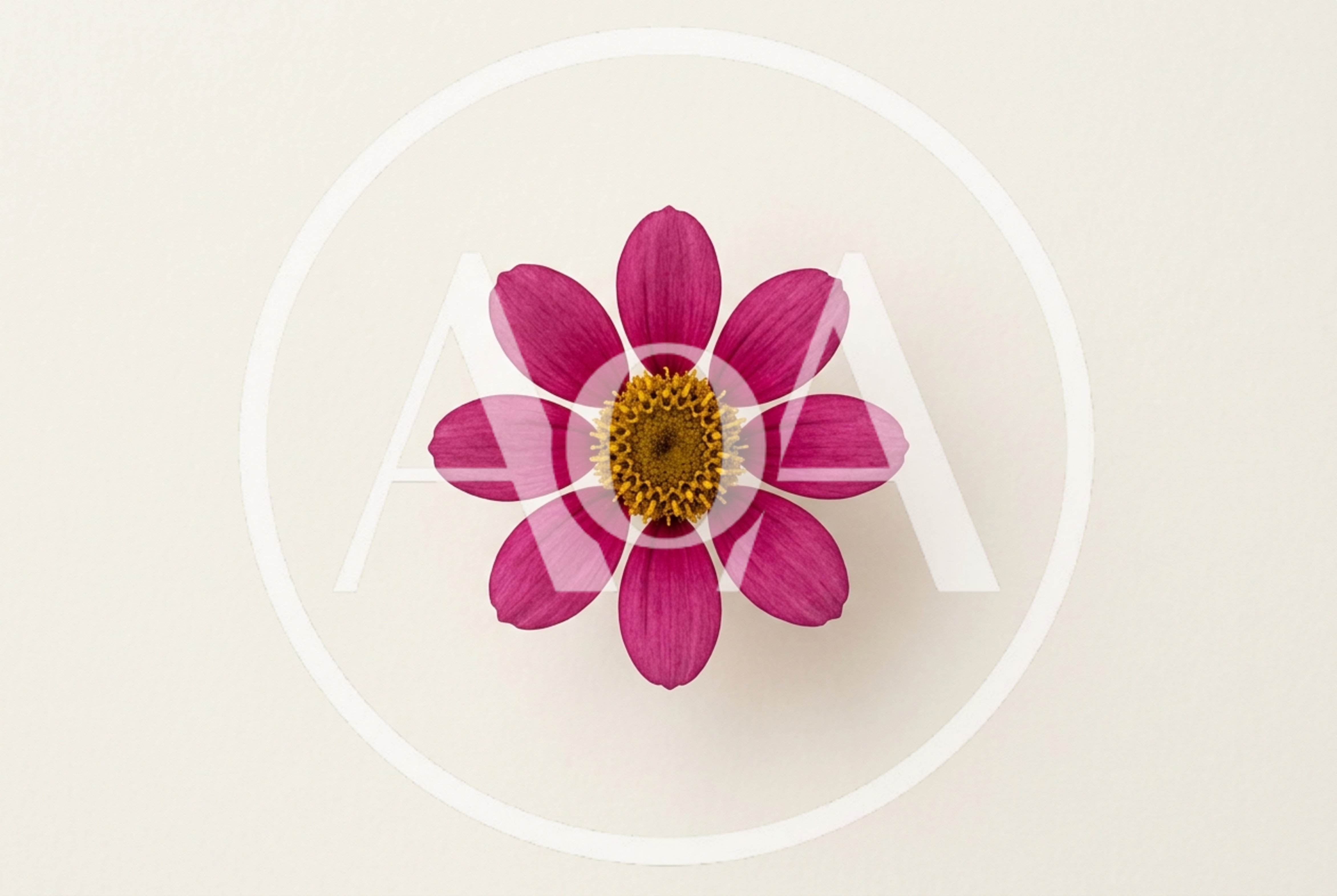 Single Magenta Zinnia Flower On A Plain Background