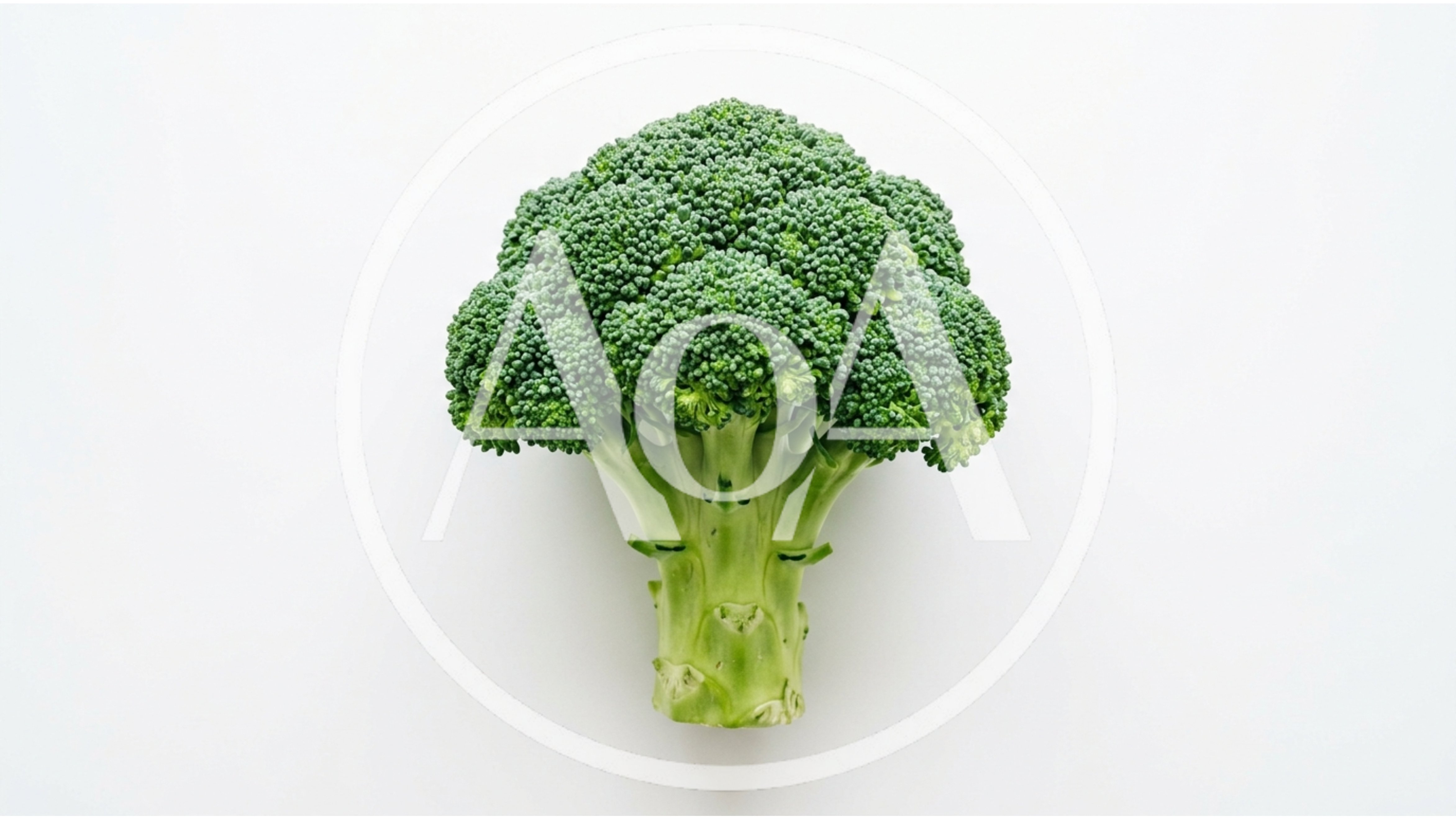 Fresh Green Broccoli Head Isolated On White Background