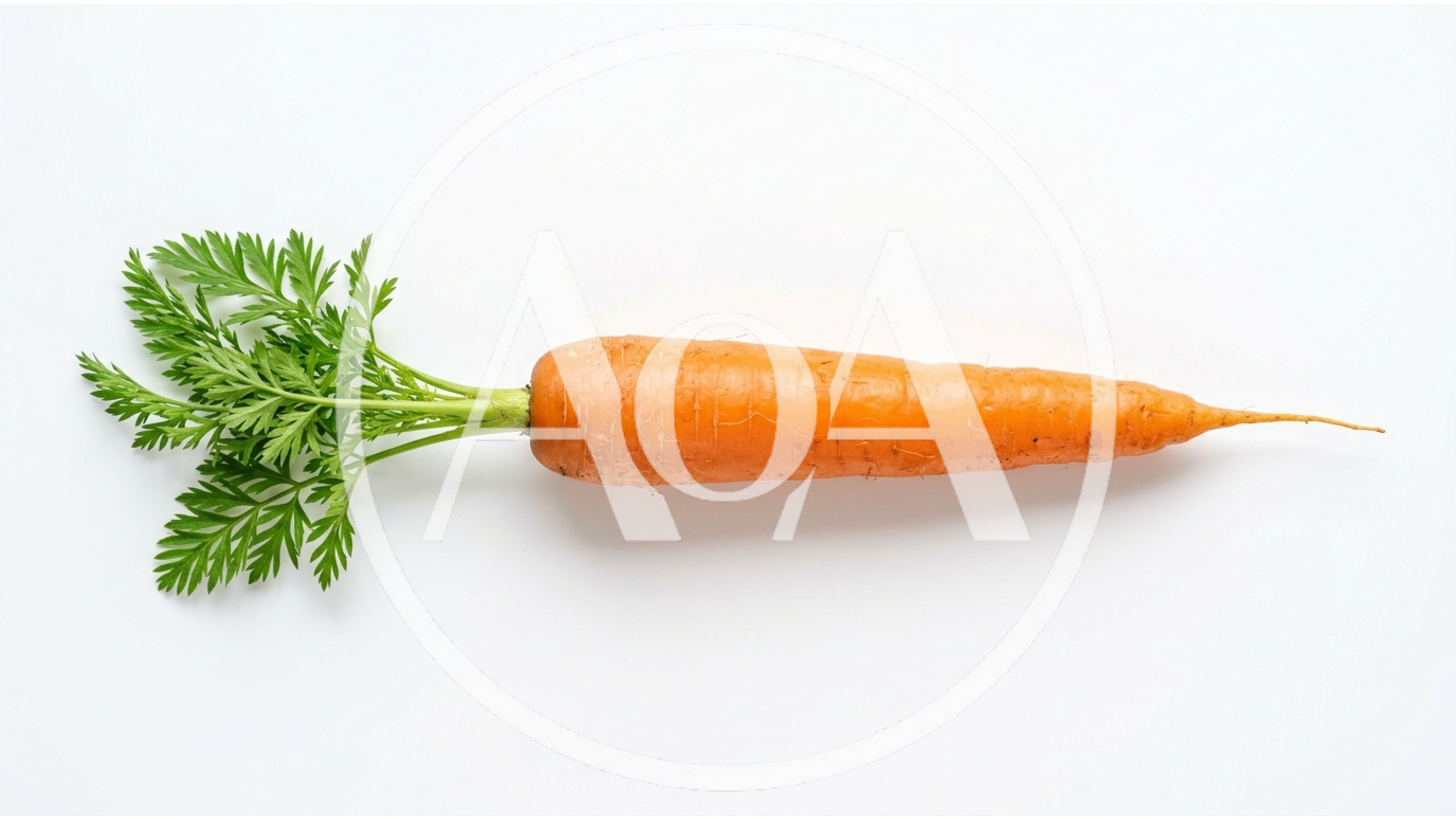 Fresh Whole Carrot With Green Tops