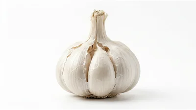 Single Whole Head Of Fresh White Garlic