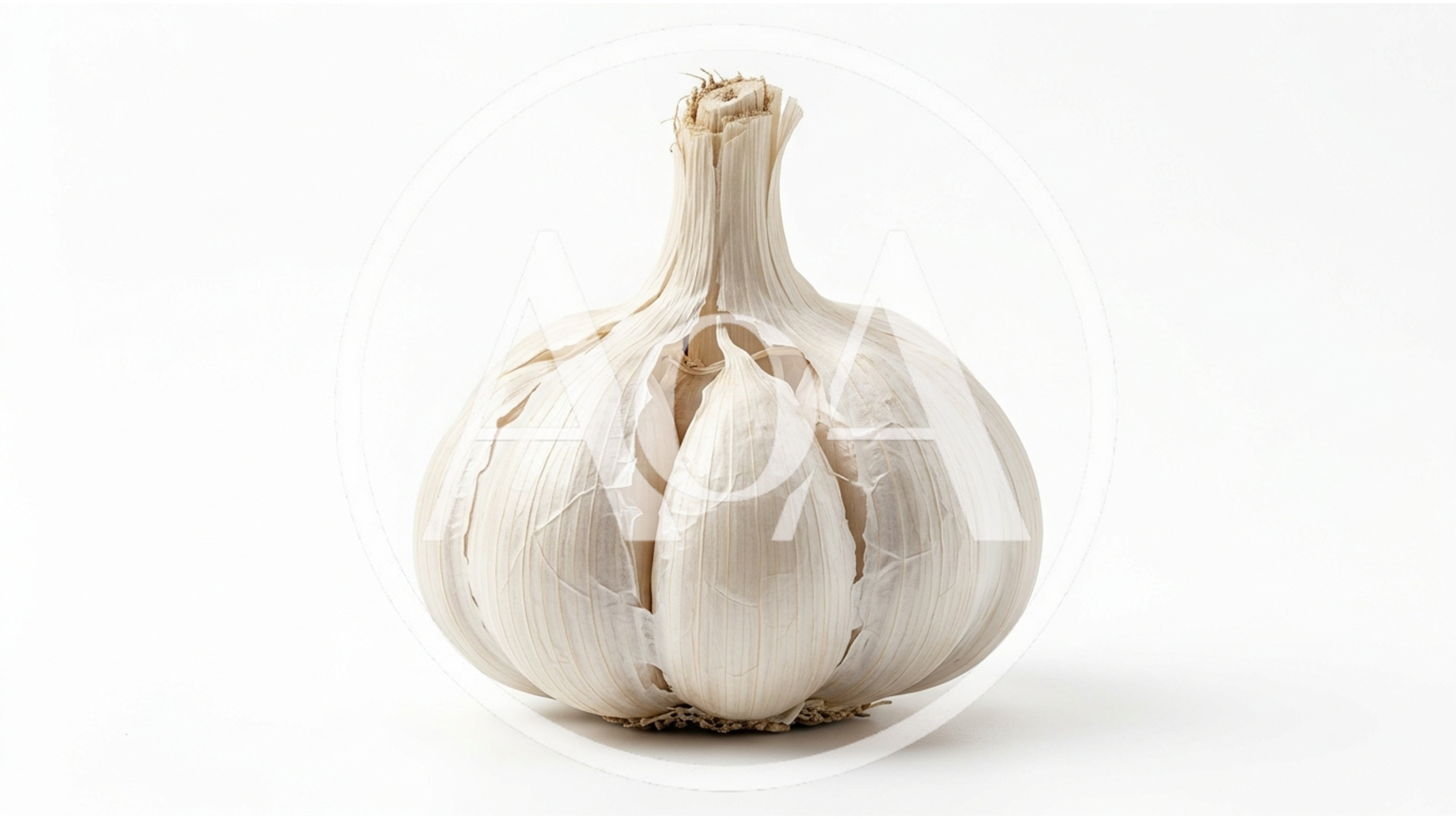 Single Whole Head Of Fresh White Garlic