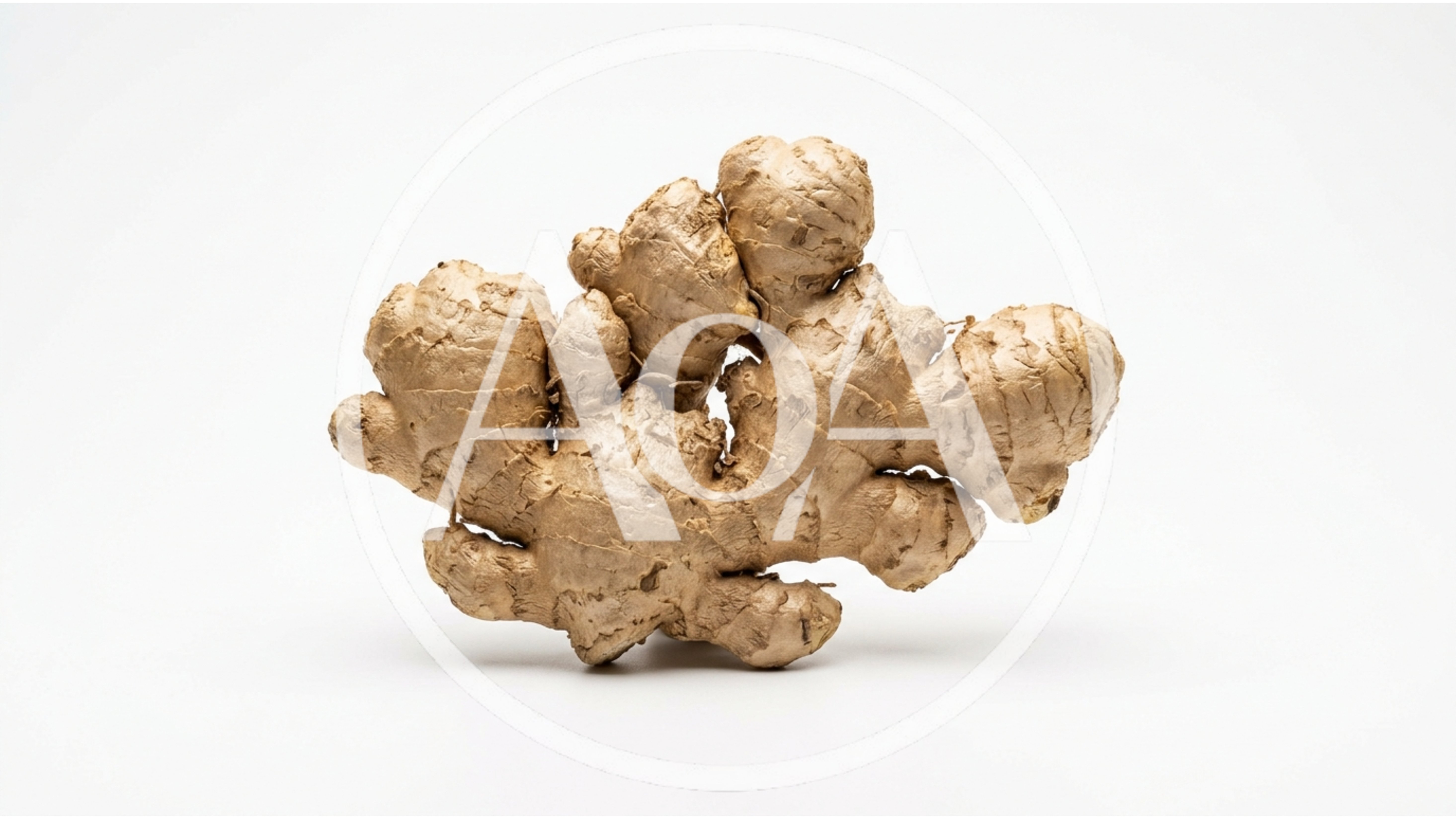 Fresh Raw Ginger Root Isolated On White Background