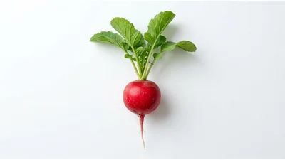 Single Fresh Red Radish With Green Leaves