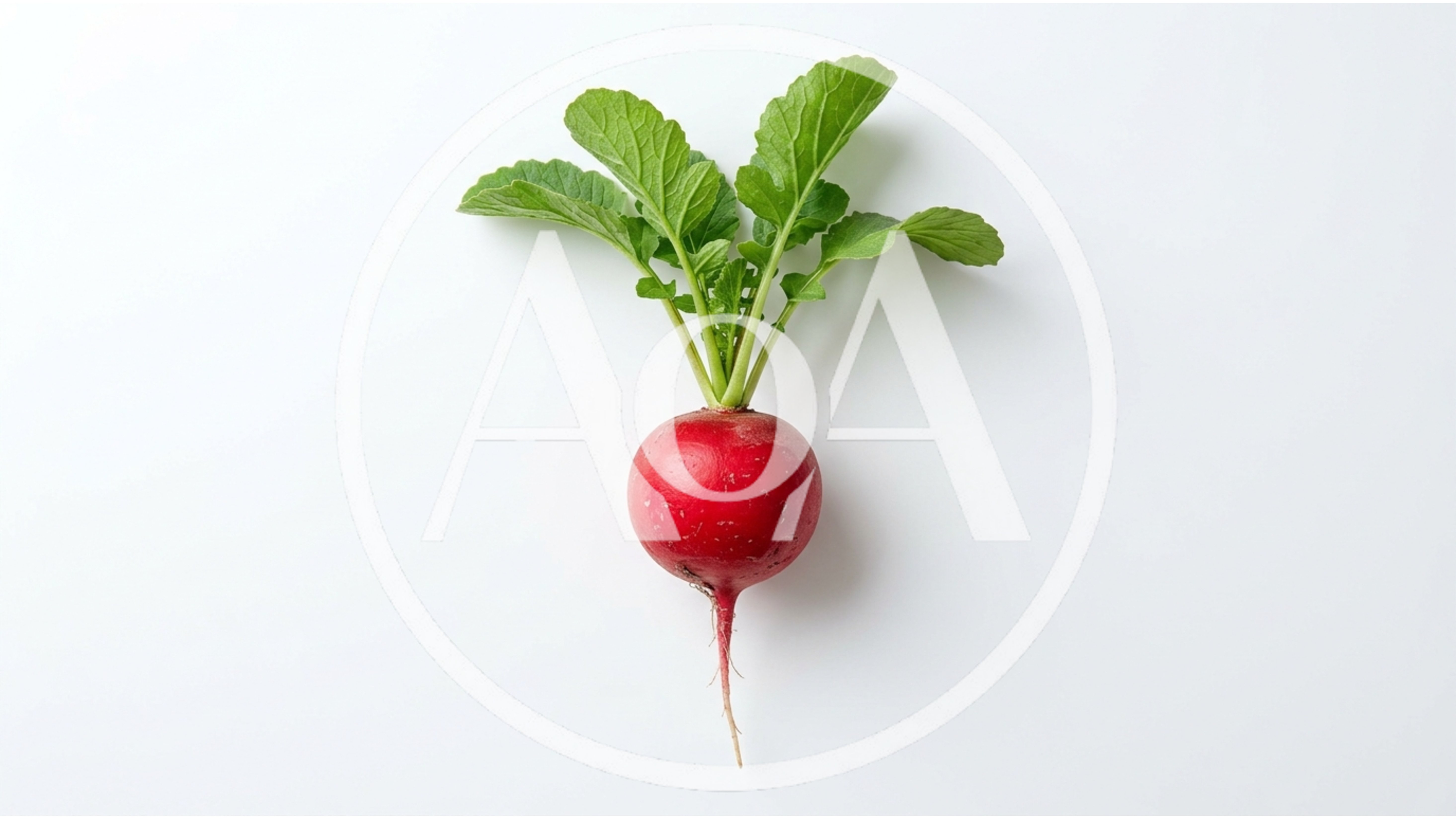 Single Fresh Red Radish With Green Leaves