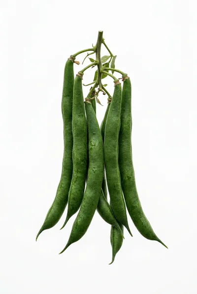 Fresh Green Beans Hanging From A Stem