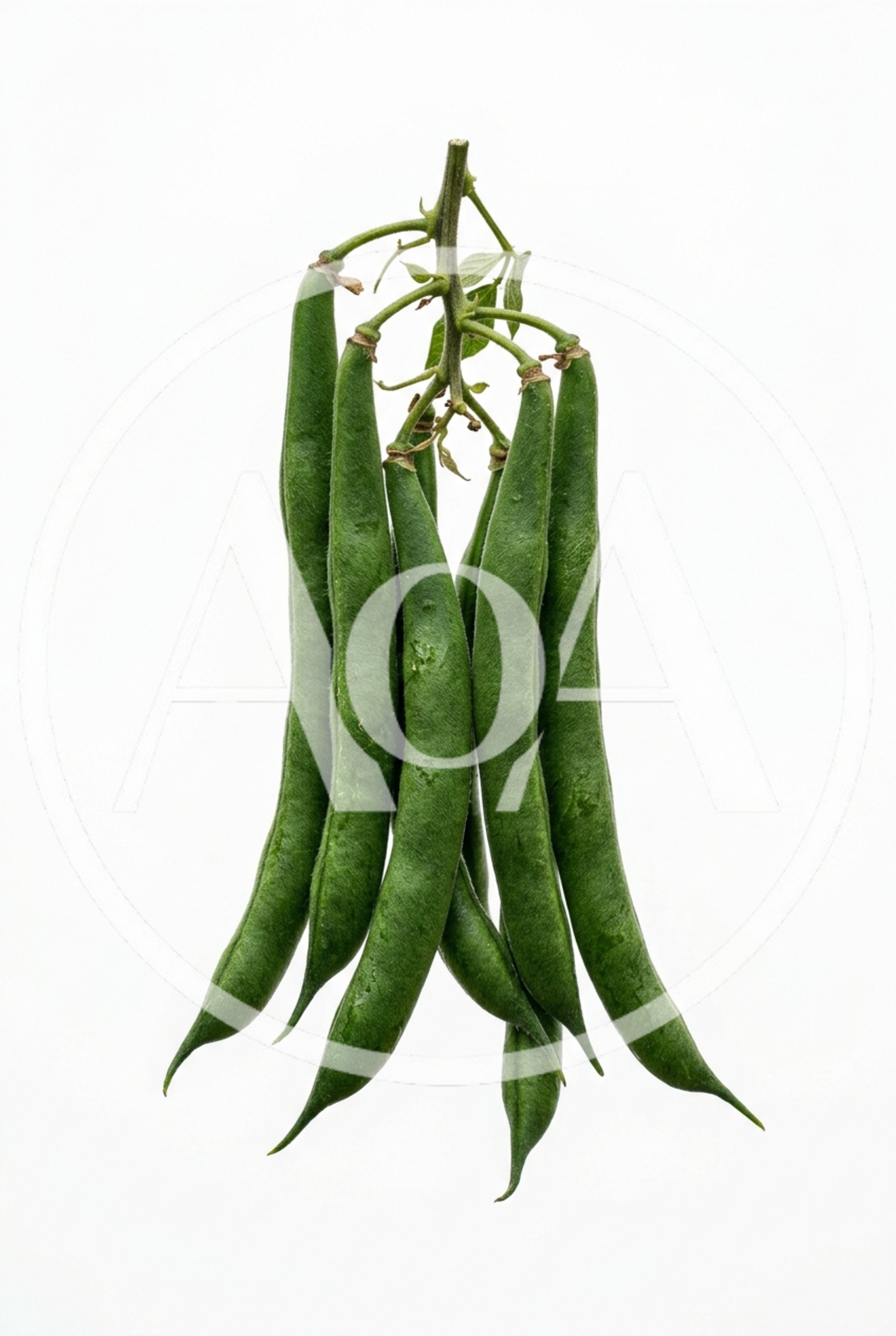Fresh Green Beans Hanging From A Stem