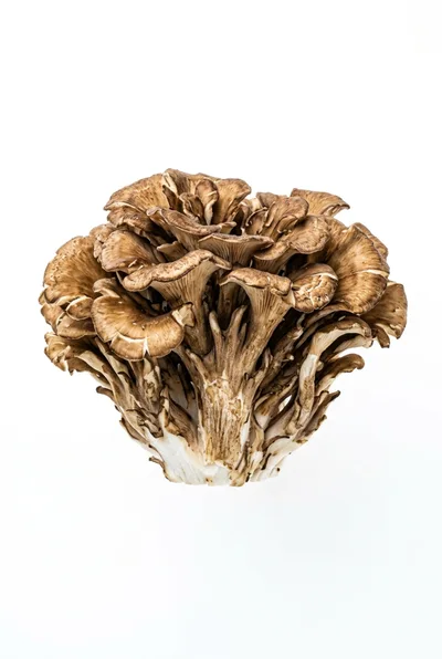 Maitake Mushroom Cluster Isolated On White Background