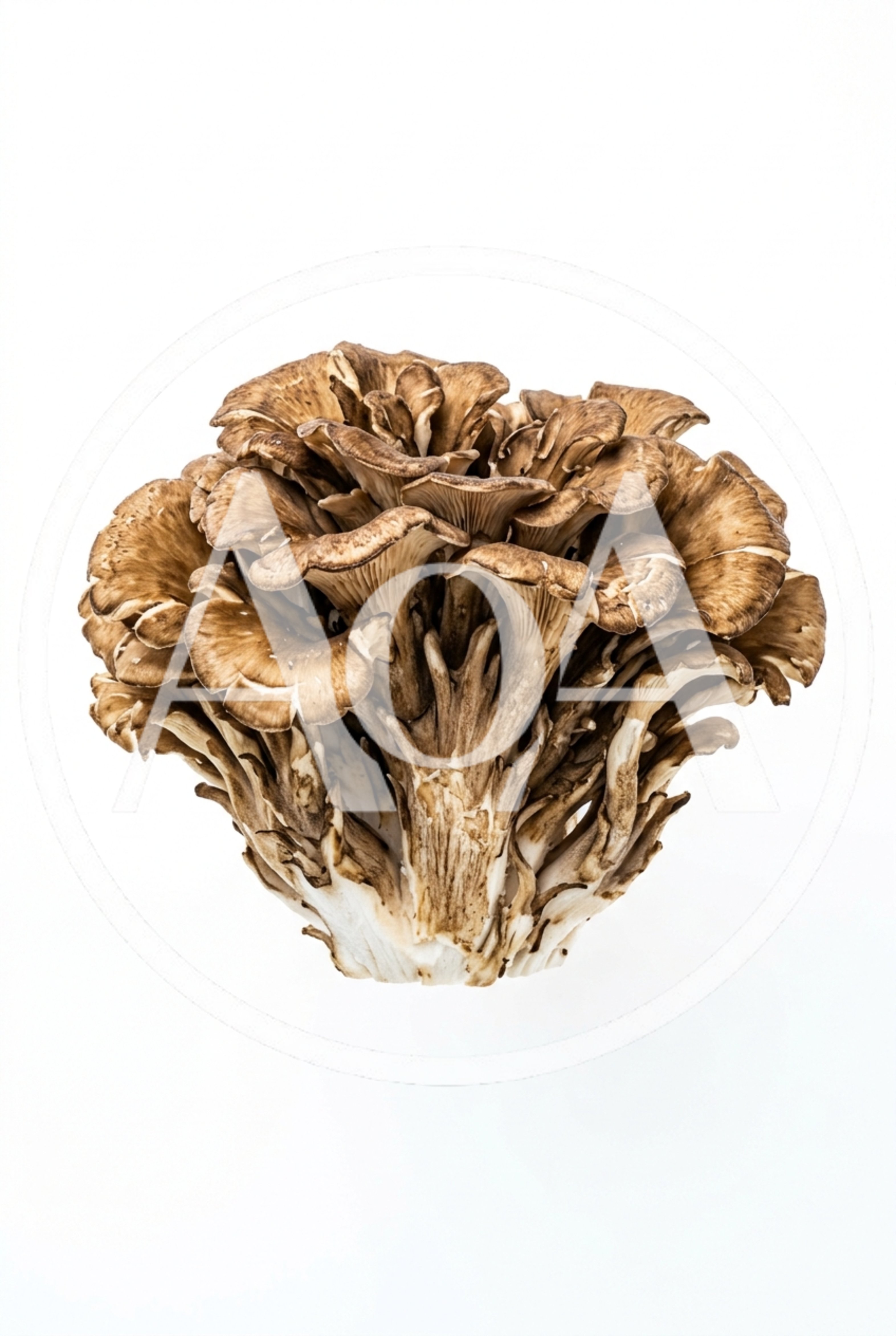 Maitake Mushroom Cluster Isolated On White Background