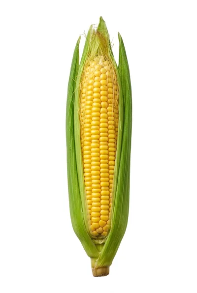 Fresh Ear Of Sweet Corn With Green Husks
