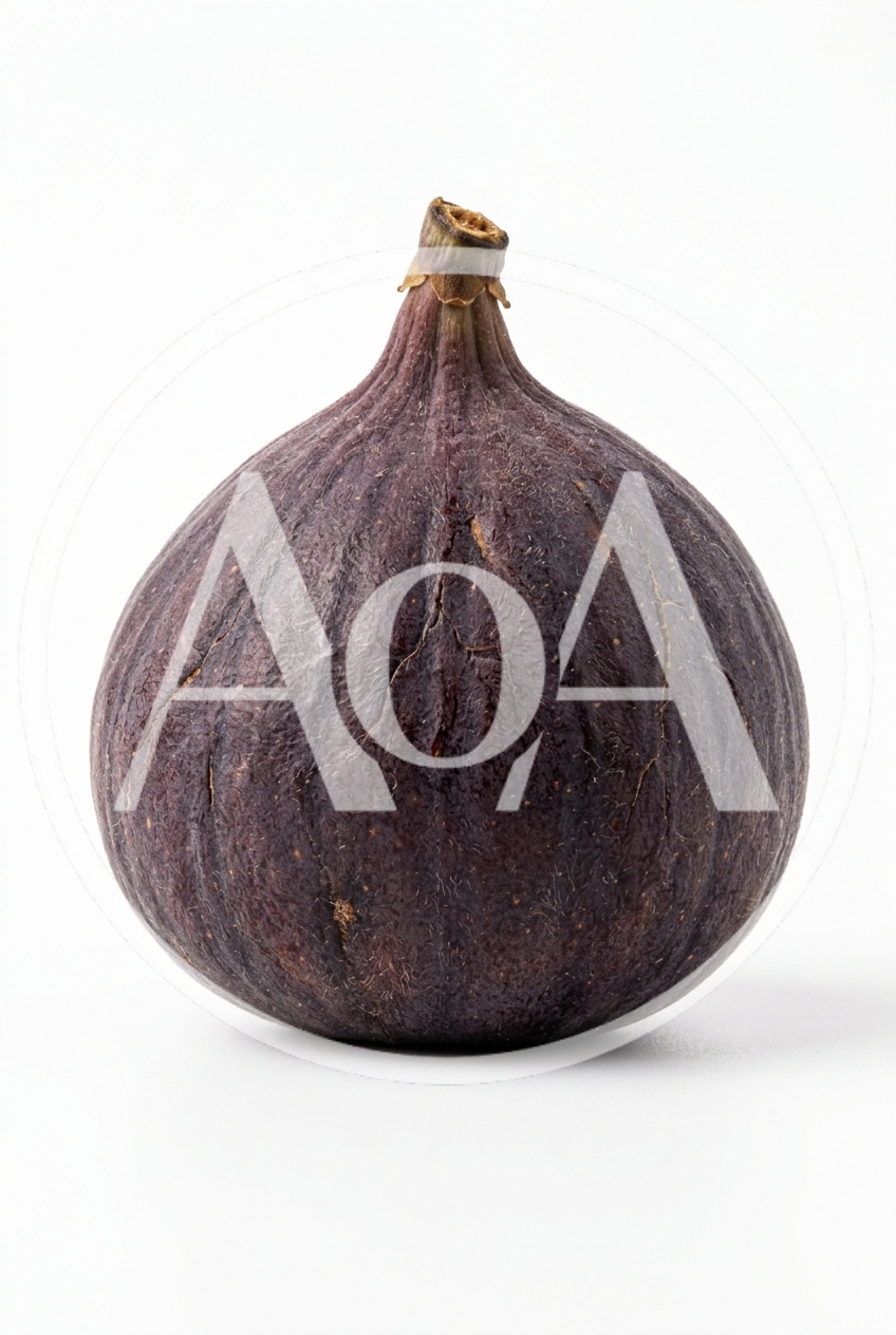 Single Fresh Ripe Purple Fig Fruit