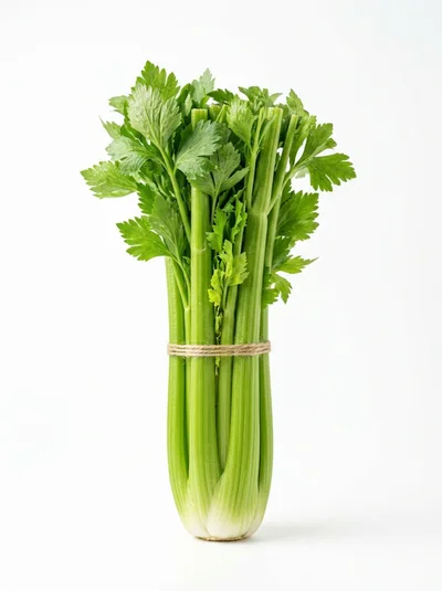 Fresh Green Celery Stalks Tied With Twine