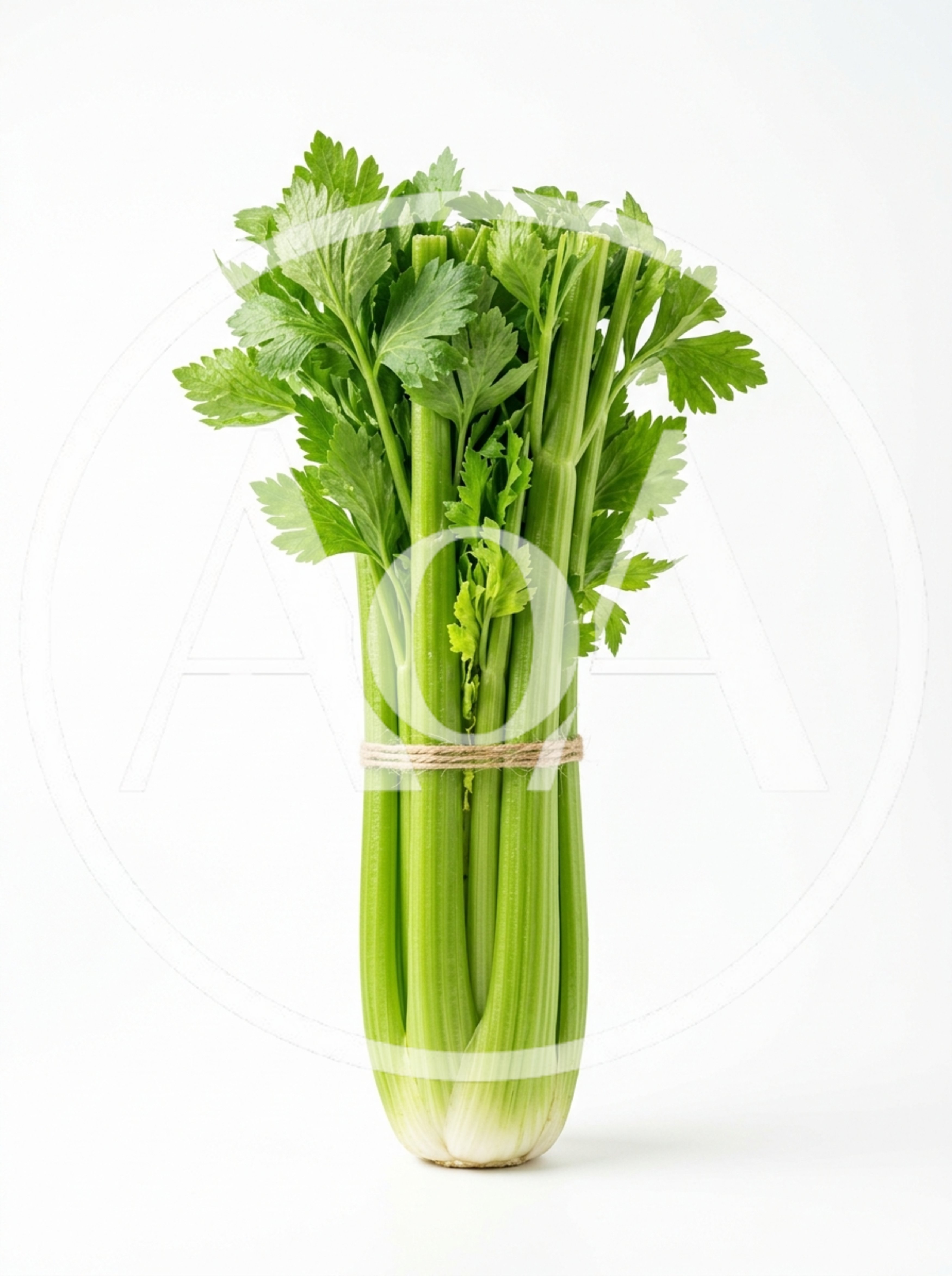 Fresh Green Celery Stalks Tied With Twine