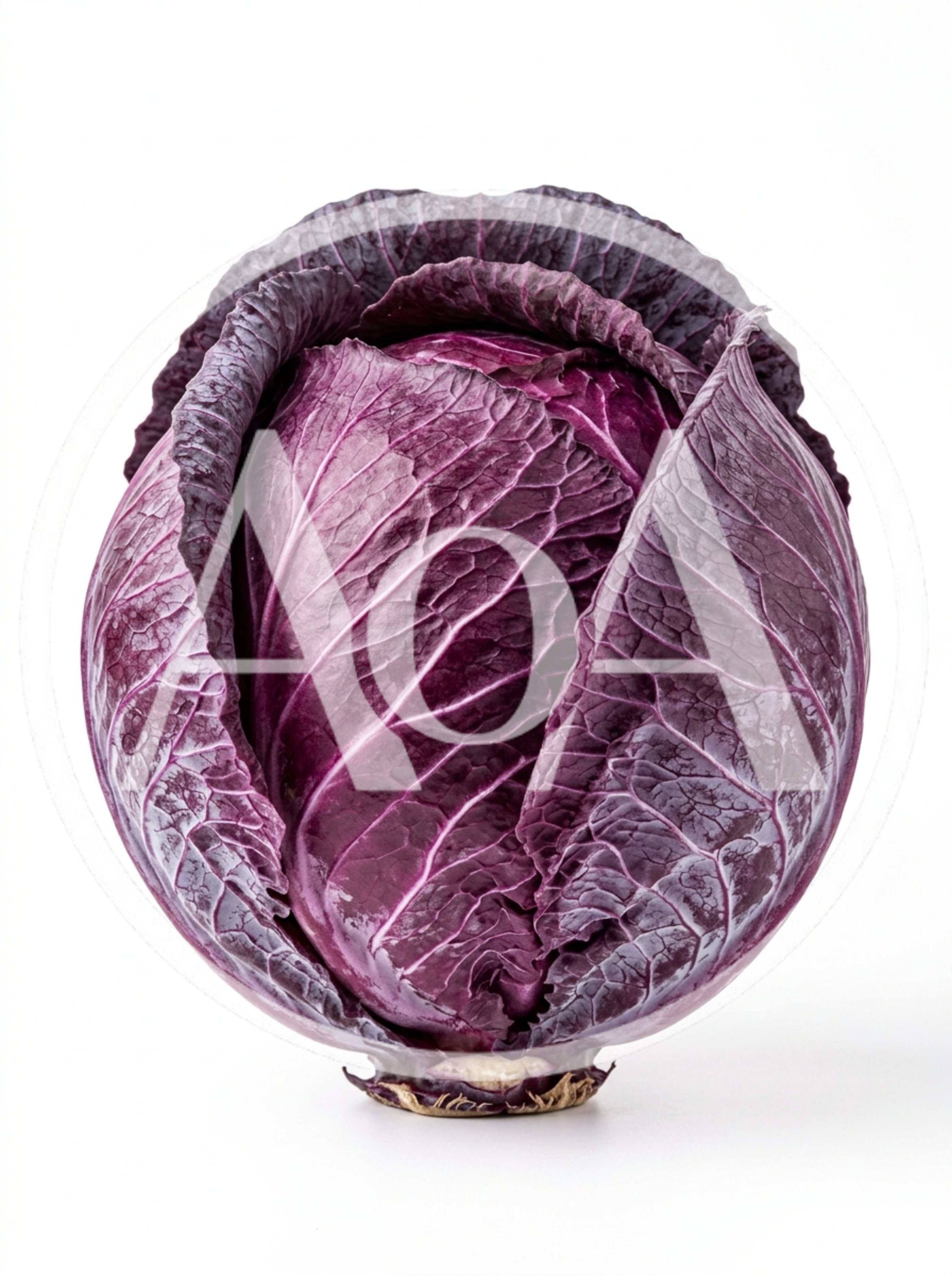 Fresh Whole Red Cabbage Isolated On White Background