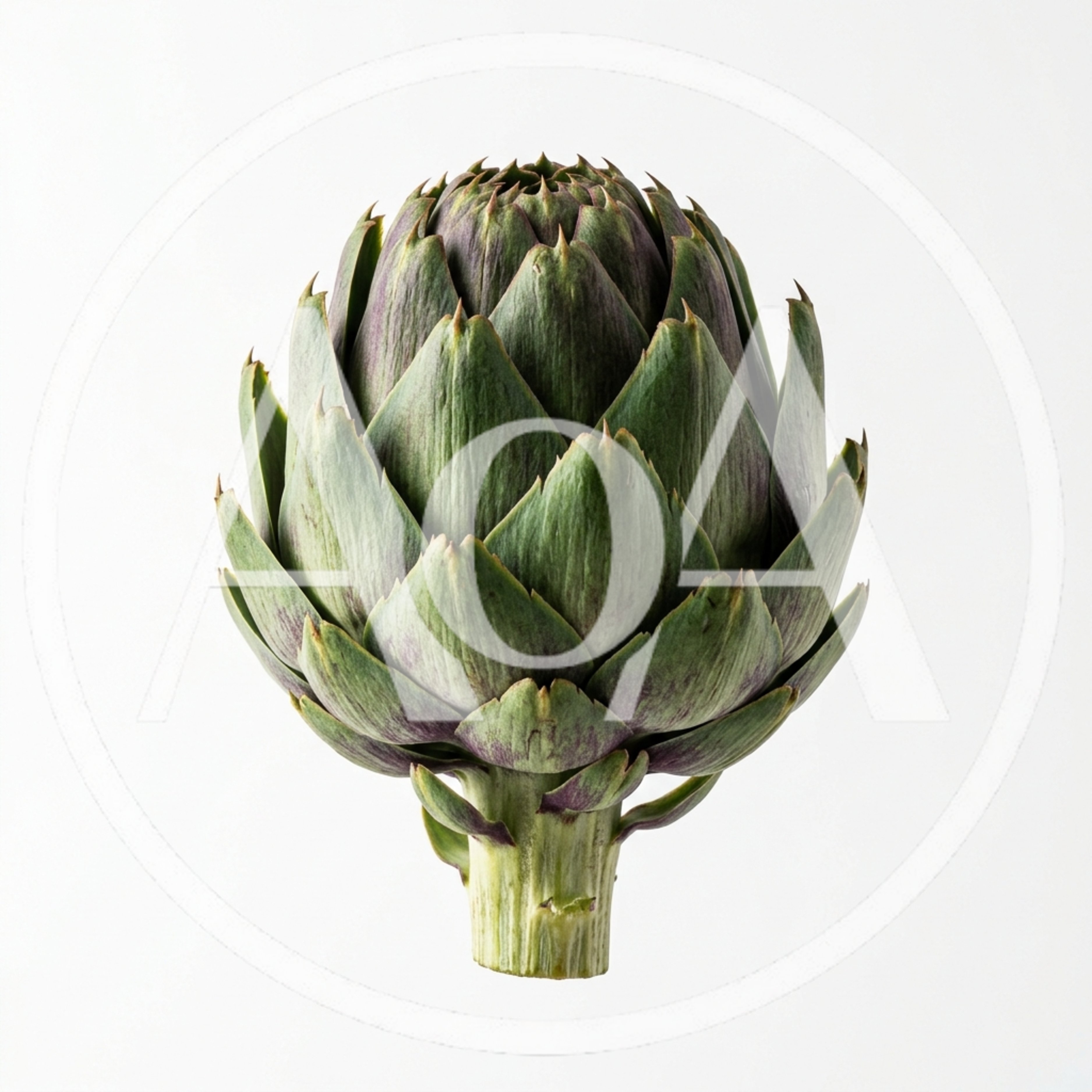 Fresh Whole Globe Artichoke Isolated On White Background