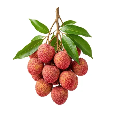 Fresh Lychee Fruit Cluster With Green Leaves