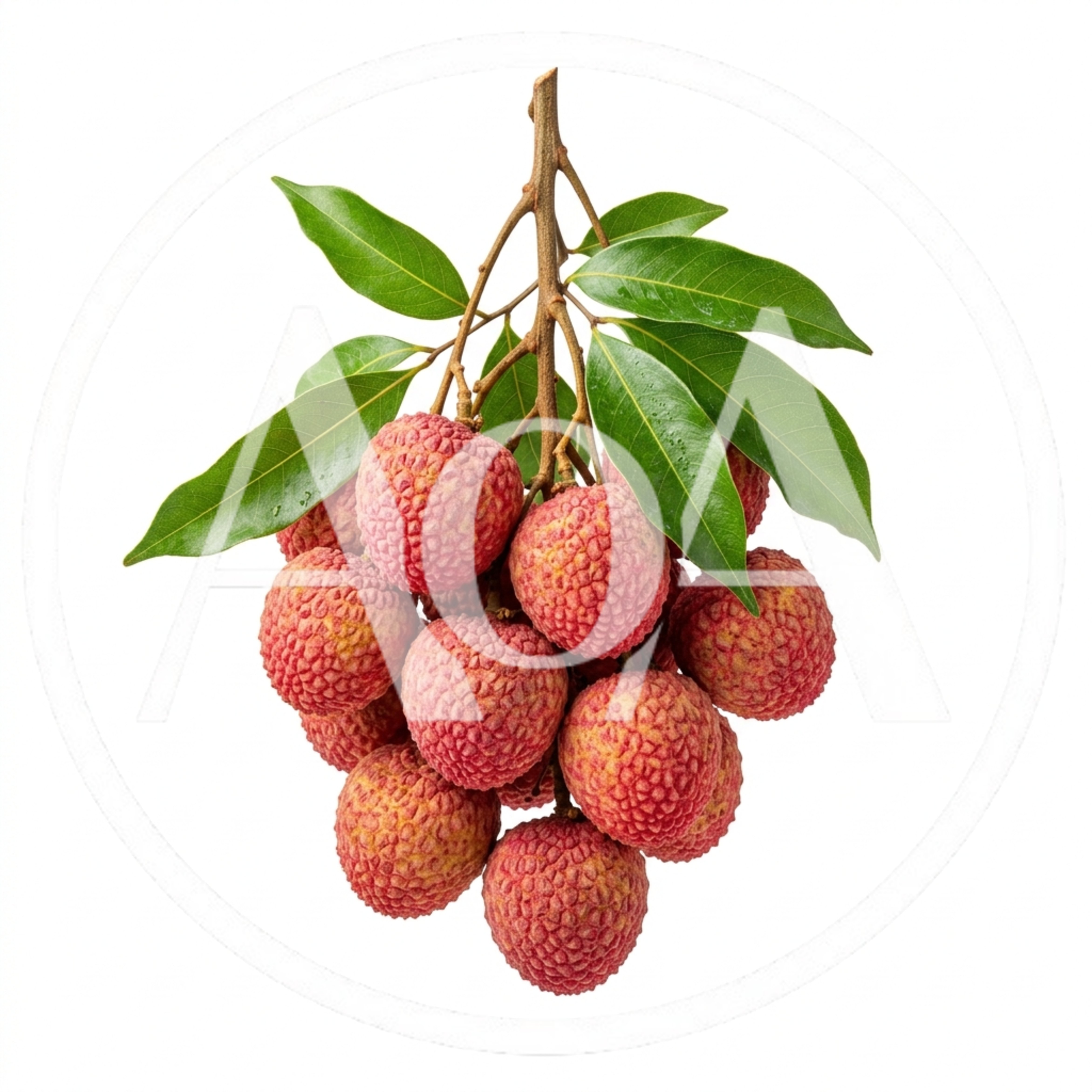 Fresh Lychee Fruit Cluster With Green Leaves