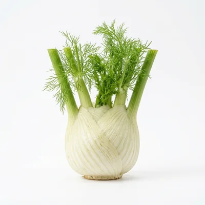Fresh Bulb Of Fennel On White Background
