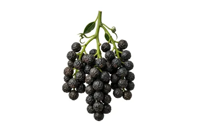 Cluster of Dried Black Peppercorns on Stem