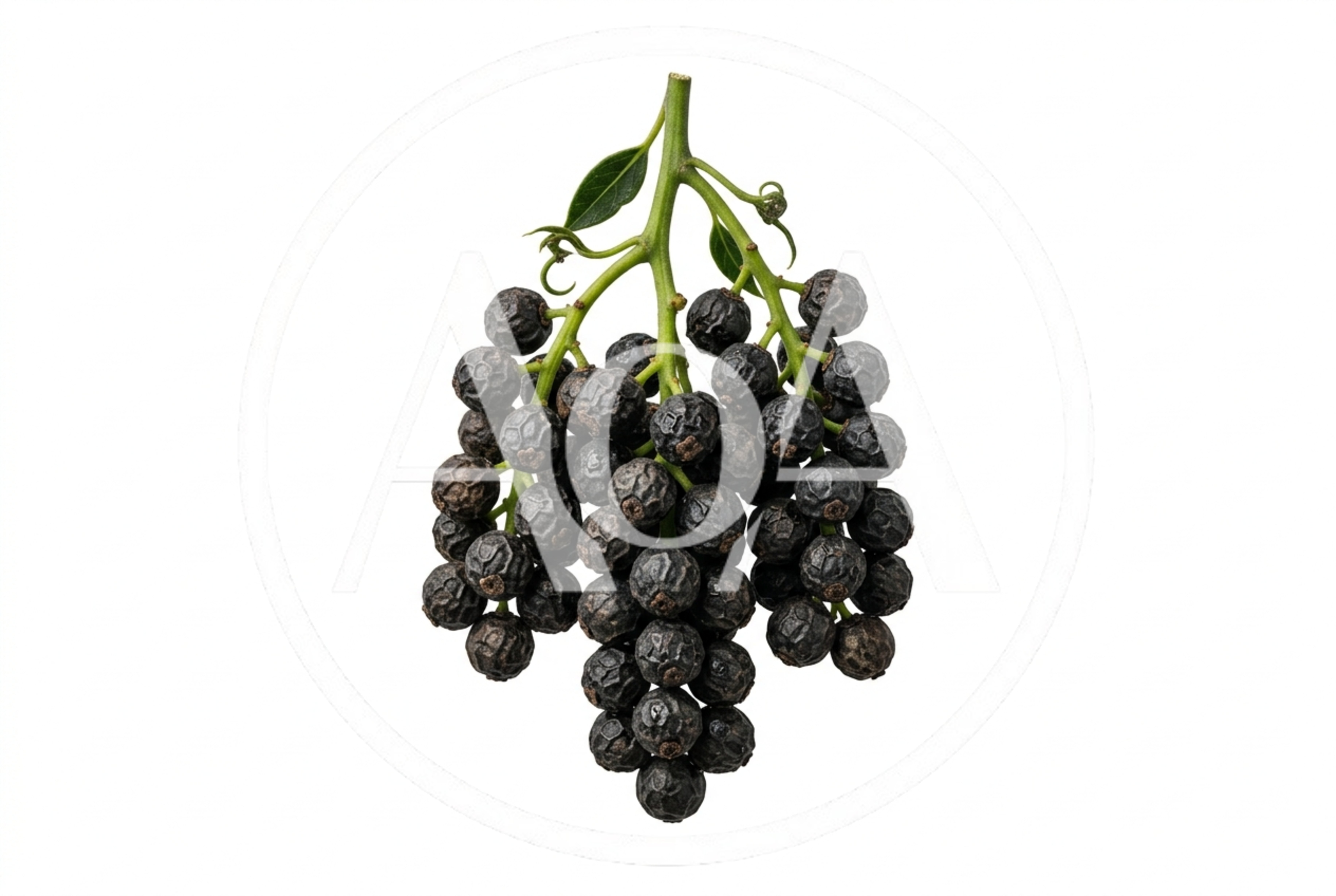 Cluster of Dried Black Peppercorns on Stem