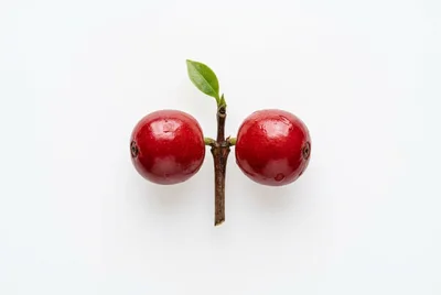 Two Fresh Red Coffee Cherries On A Branch