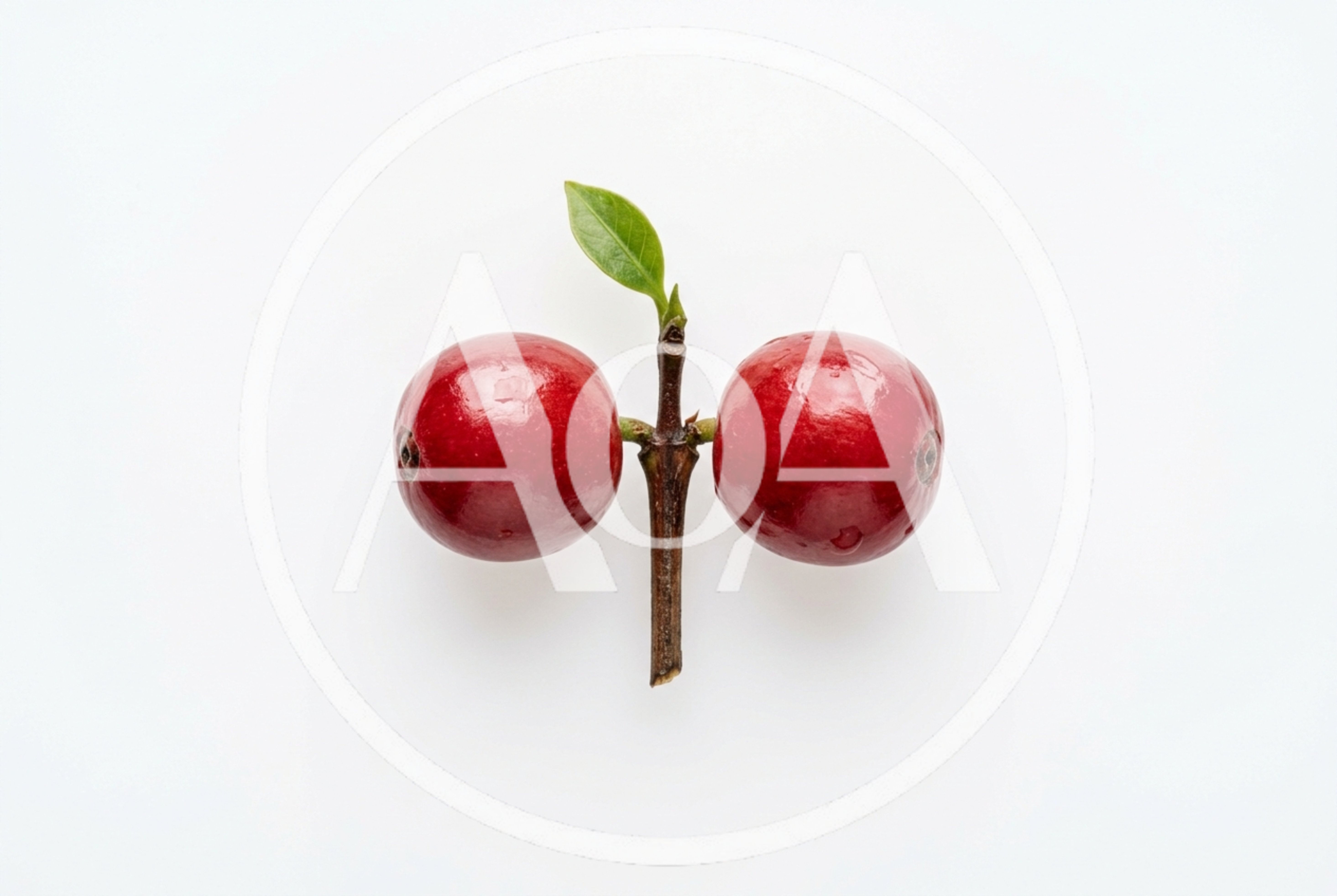 Two Fresh Red Coffee Cherries On A Branch