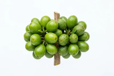 Fresh Green Coffee Cherries On A Branch