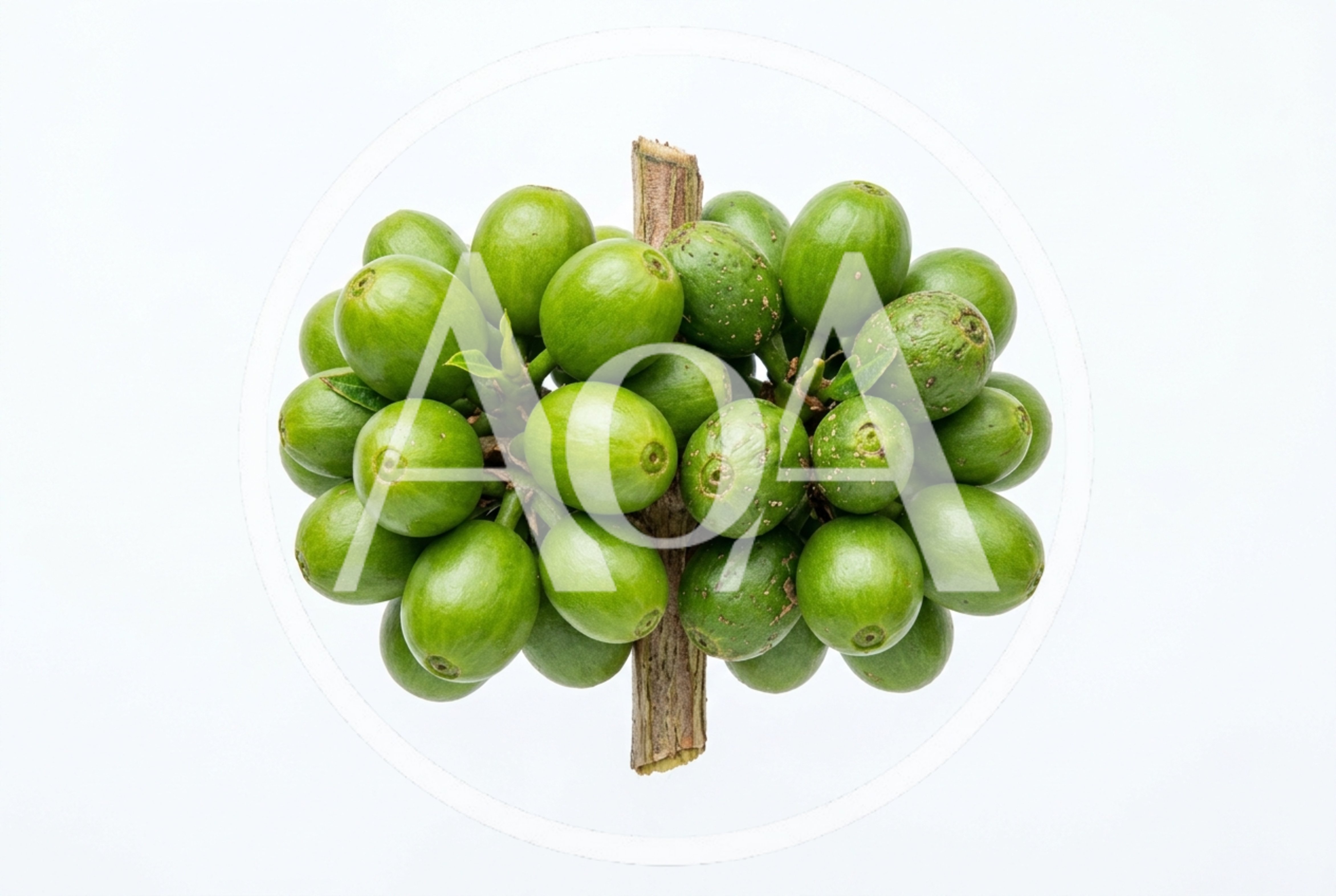 Fresh Green Coffee Cherries On A Branch