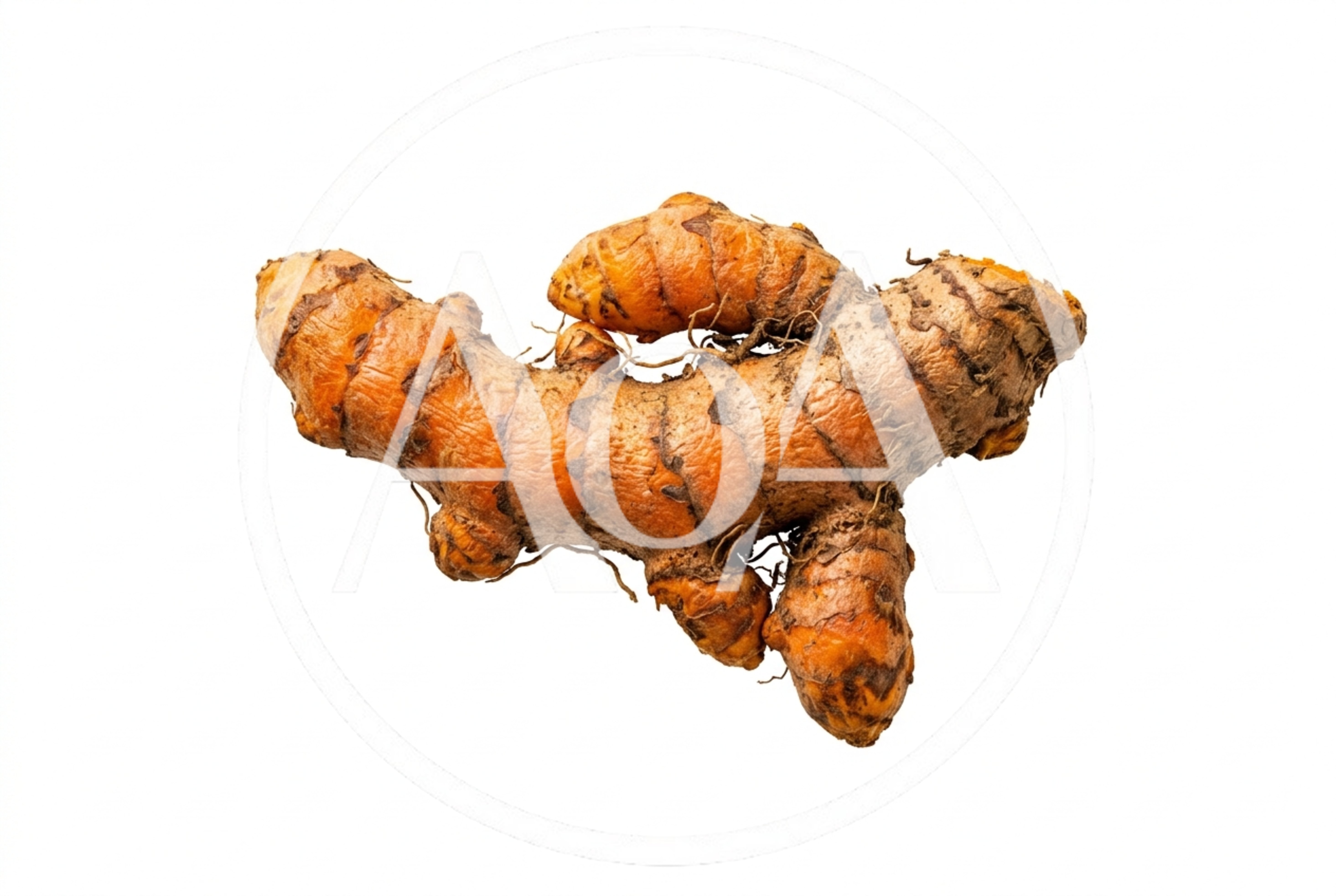 Fresh Raw Turmeric Root Isolated On White Background