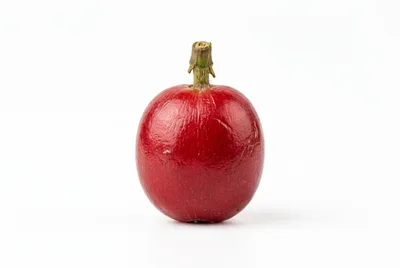 Single Ripe Red Coffee Cherry Fruit