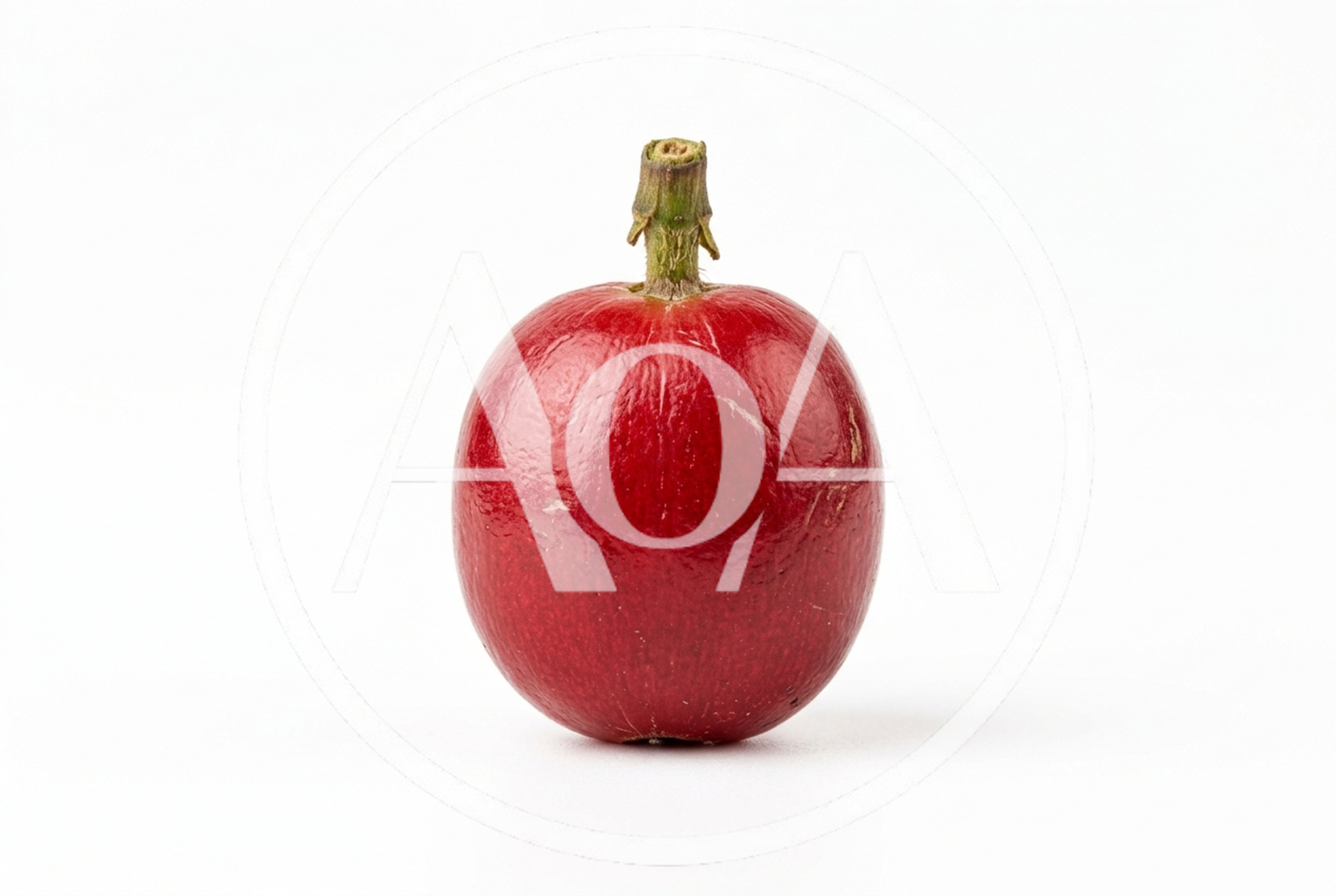 Single Ripe Red Coffee Cherry Fruit