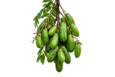 Fresh Bilimbi Fruit Cluster Hanging From Tree Branch