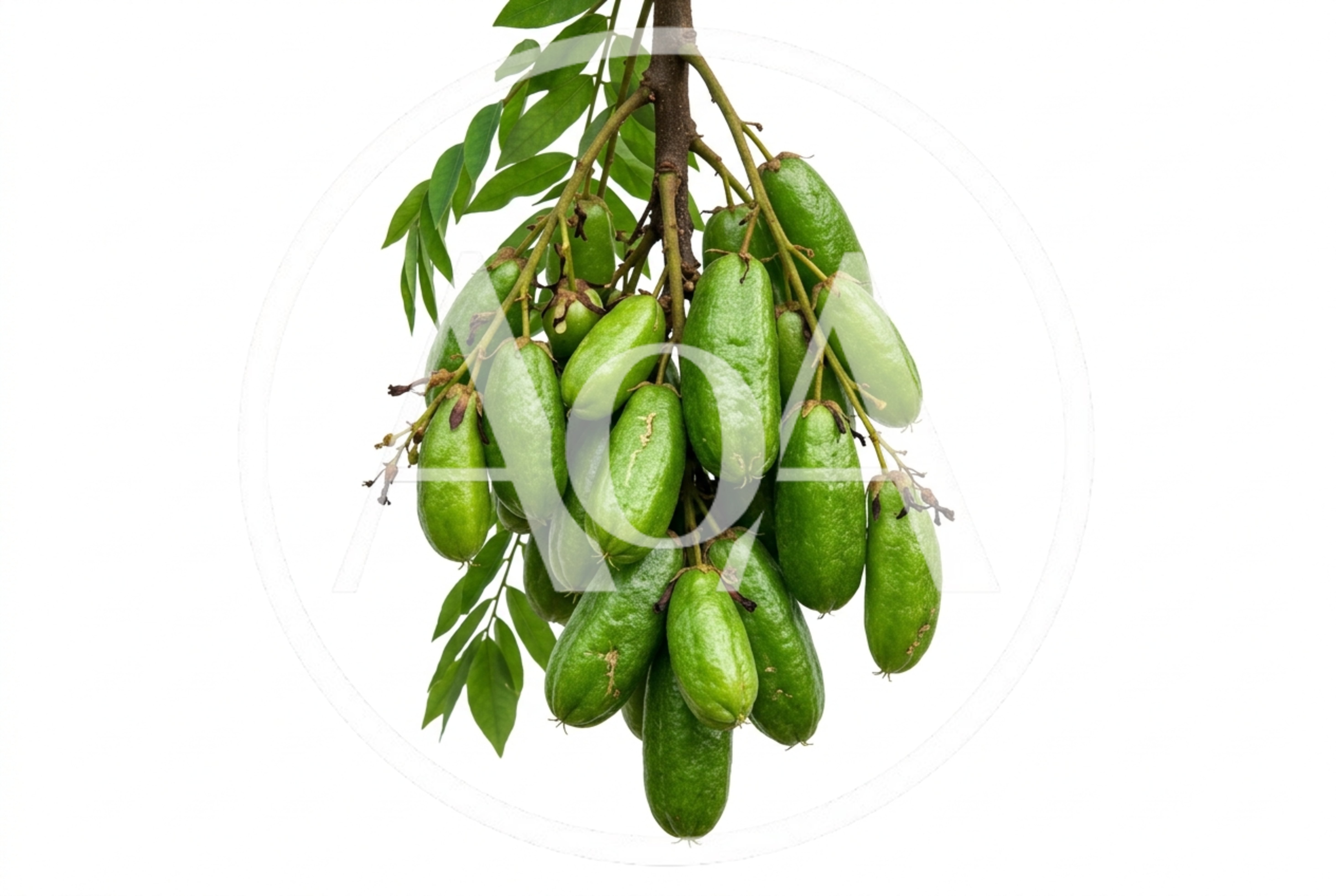 Fresh Bilimbi Fruit Cluster Hanging From Tree Branch