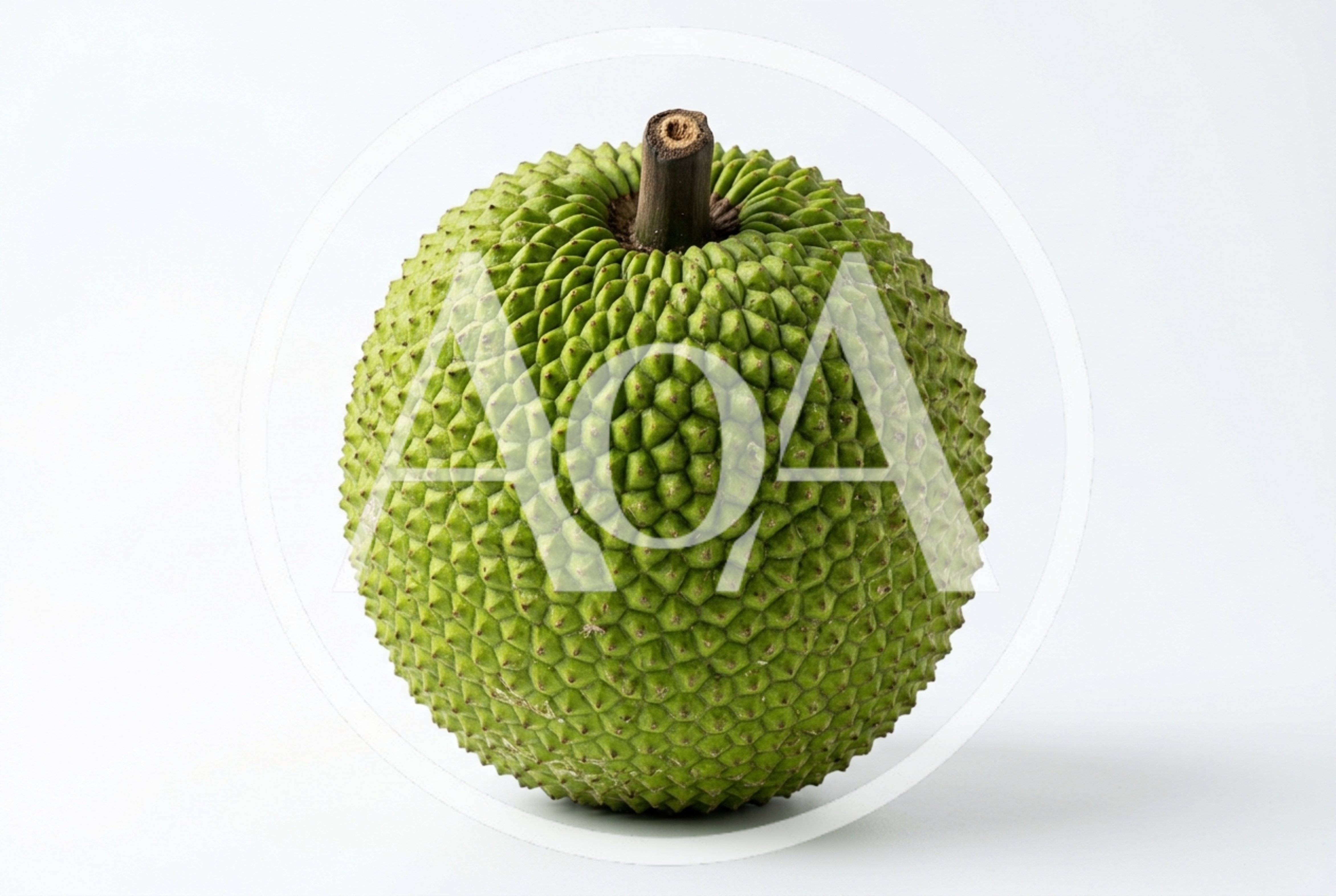 Fresh Whole Breadfruit Isolated On White Background