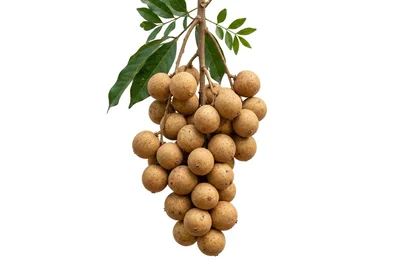 Fresh Longan Fruit Cluster Hanging From Branch