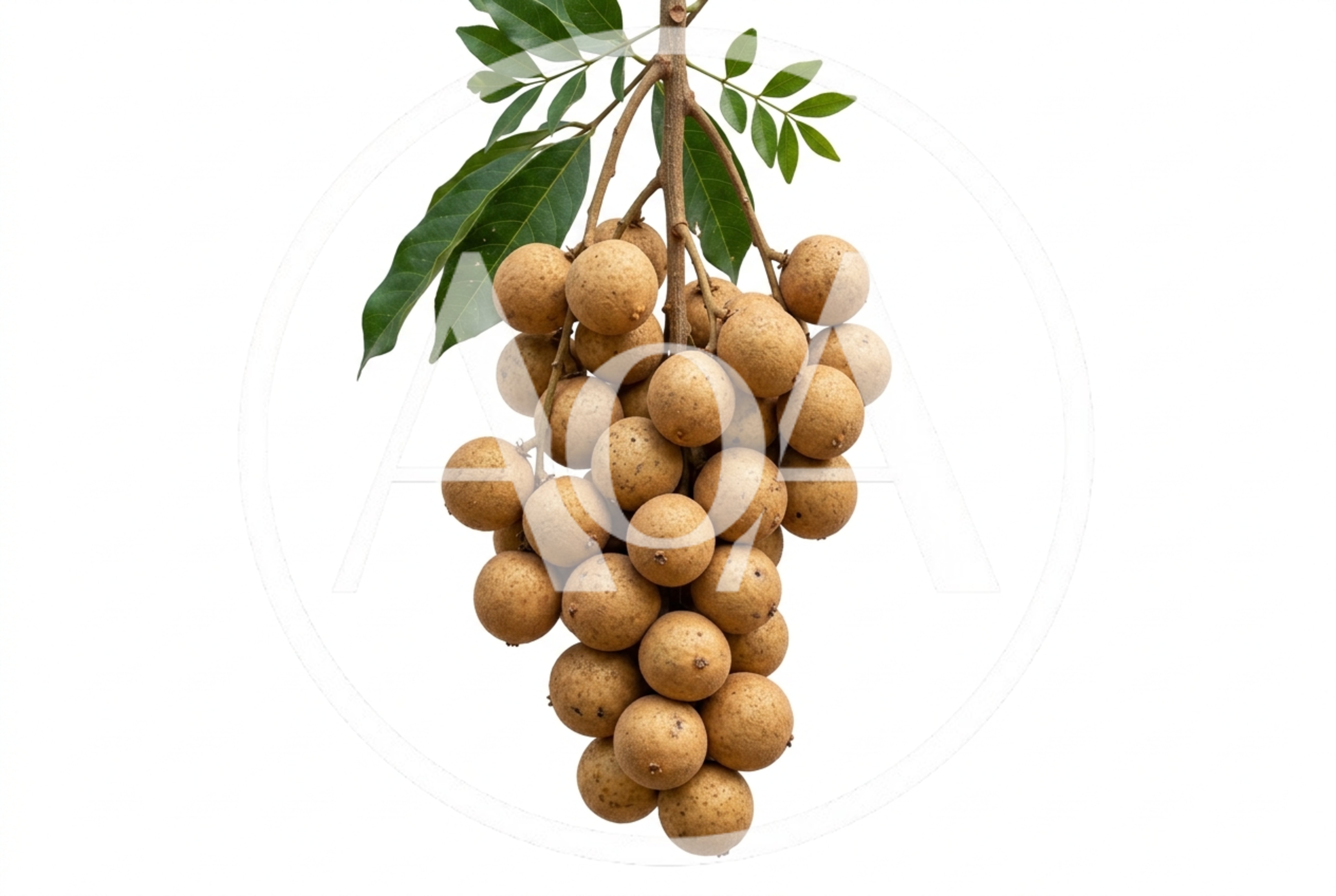 Fresh Longan Fruit Cluster Hanging From Branch