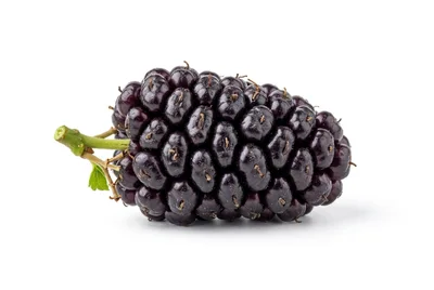 Single Fresh Ripe Mulberry Fruit Isolated