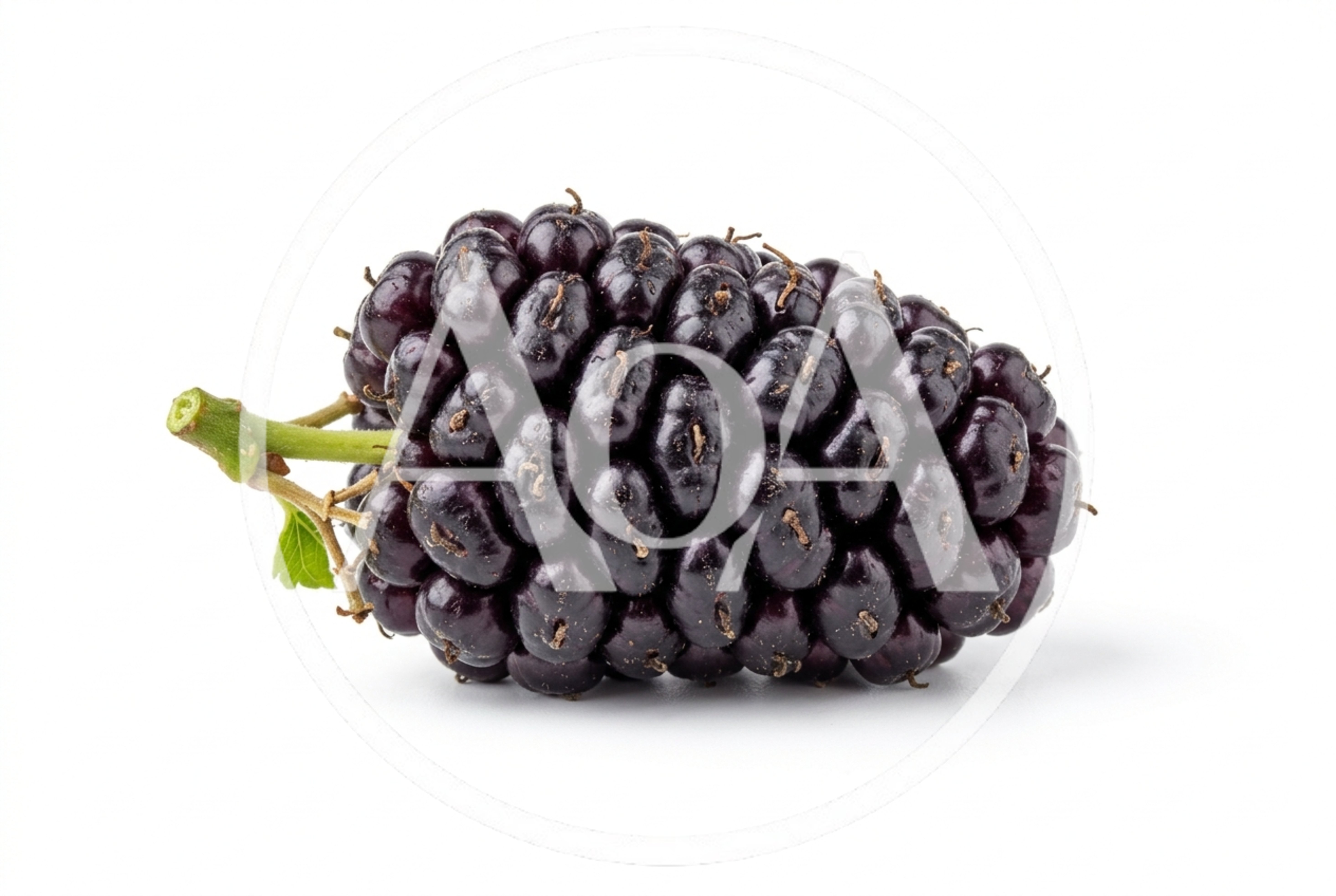 Single Fresh Ripe Mulberry Fruit Isolated