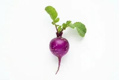 Single Fresh Purple Turnip With Green Leaves