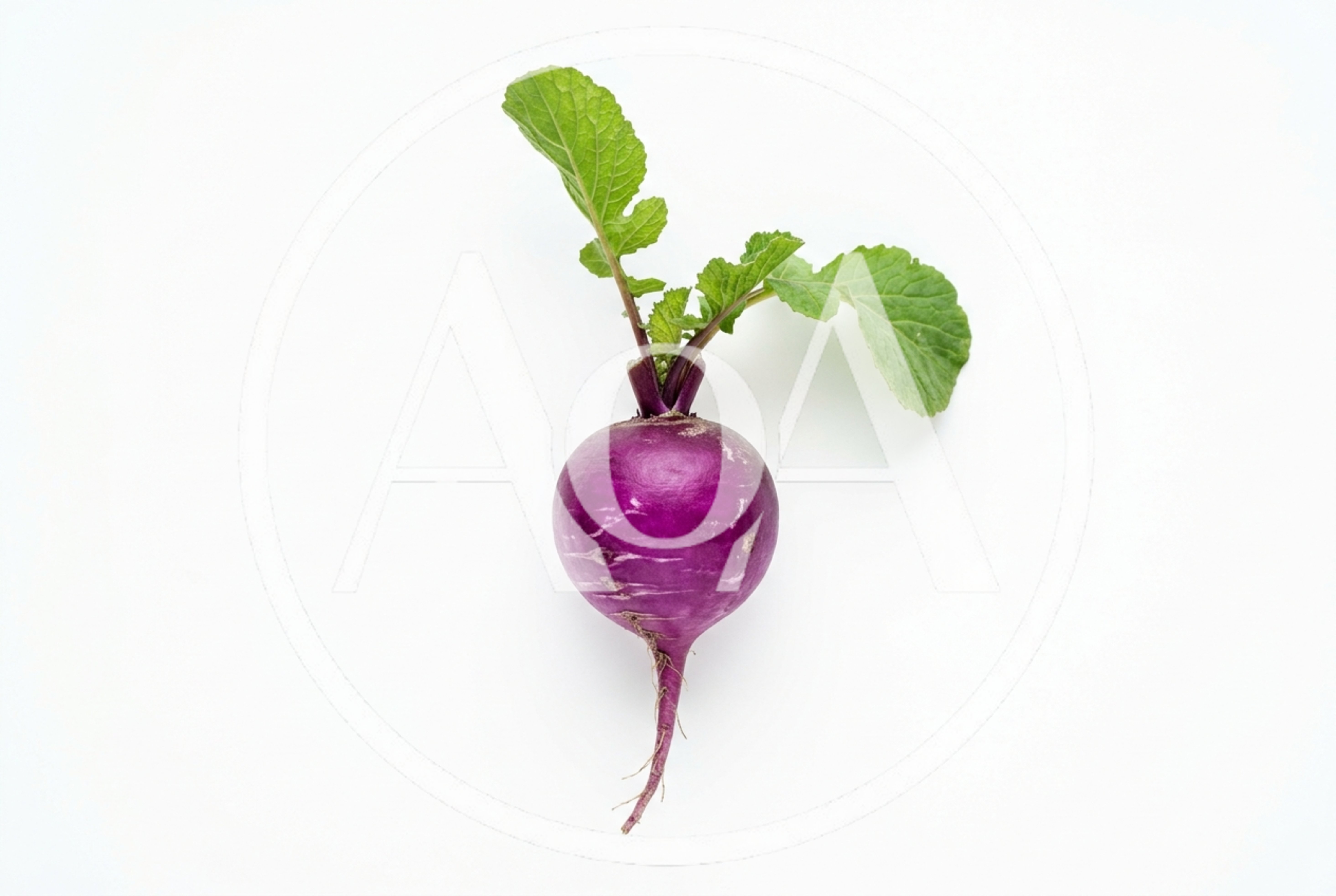 Single Fresh Purple Turnip With Green Leaves