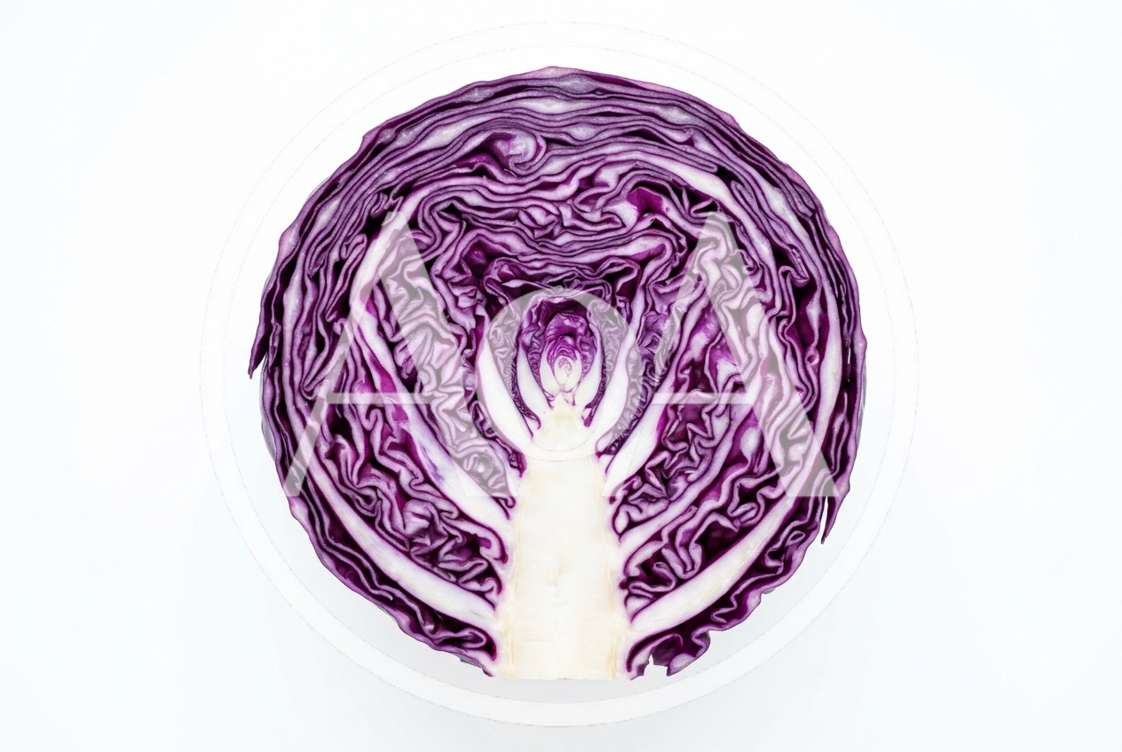 Cross Section Of A Fresh Red Cabbage