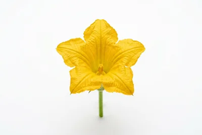 Single Yellow Squash Blossom Flower Isolated On White