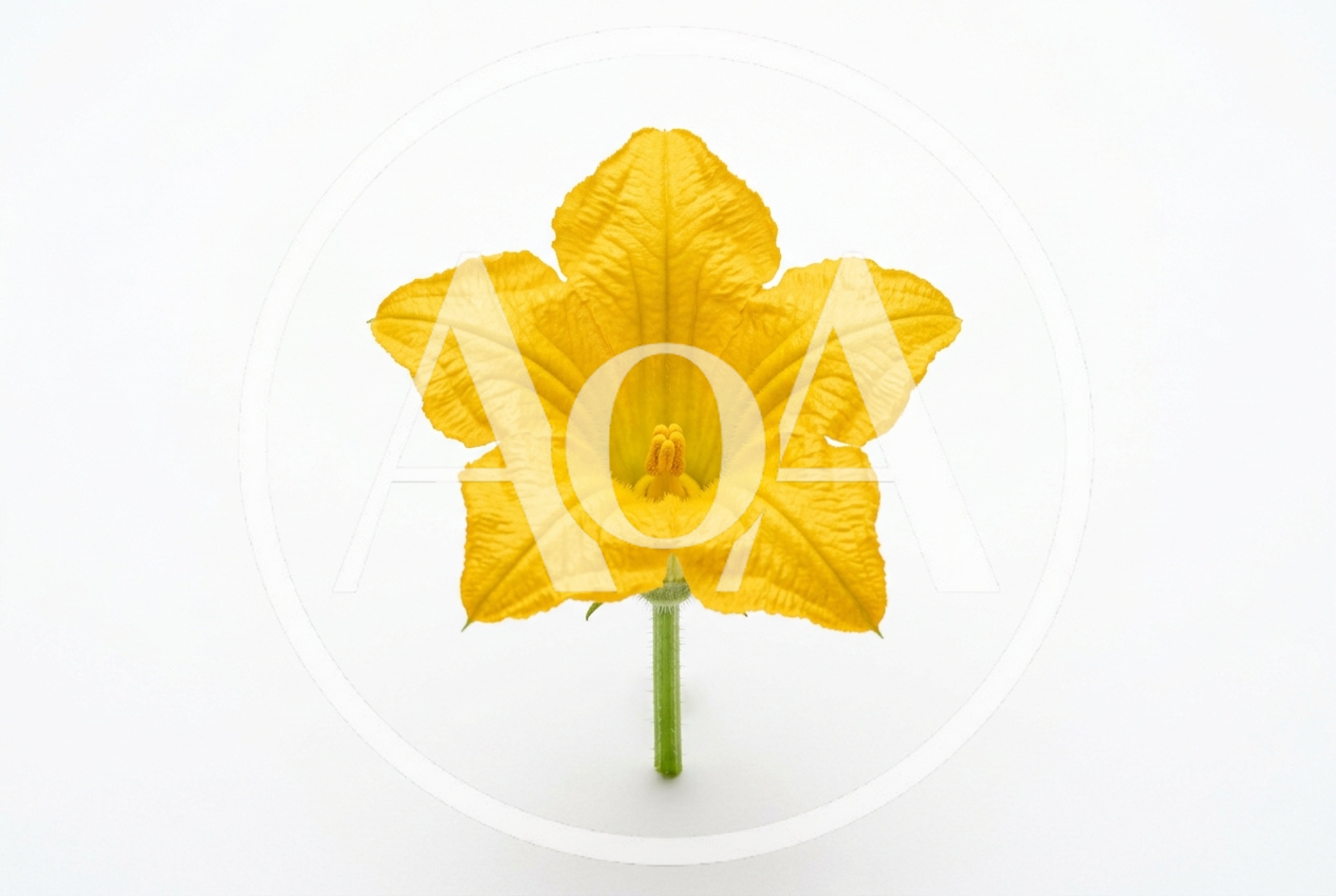 Single Yellow Squash Blossom Flower Isolated On White