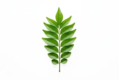 Fresh Green Curry Leaves Isolated On White Background