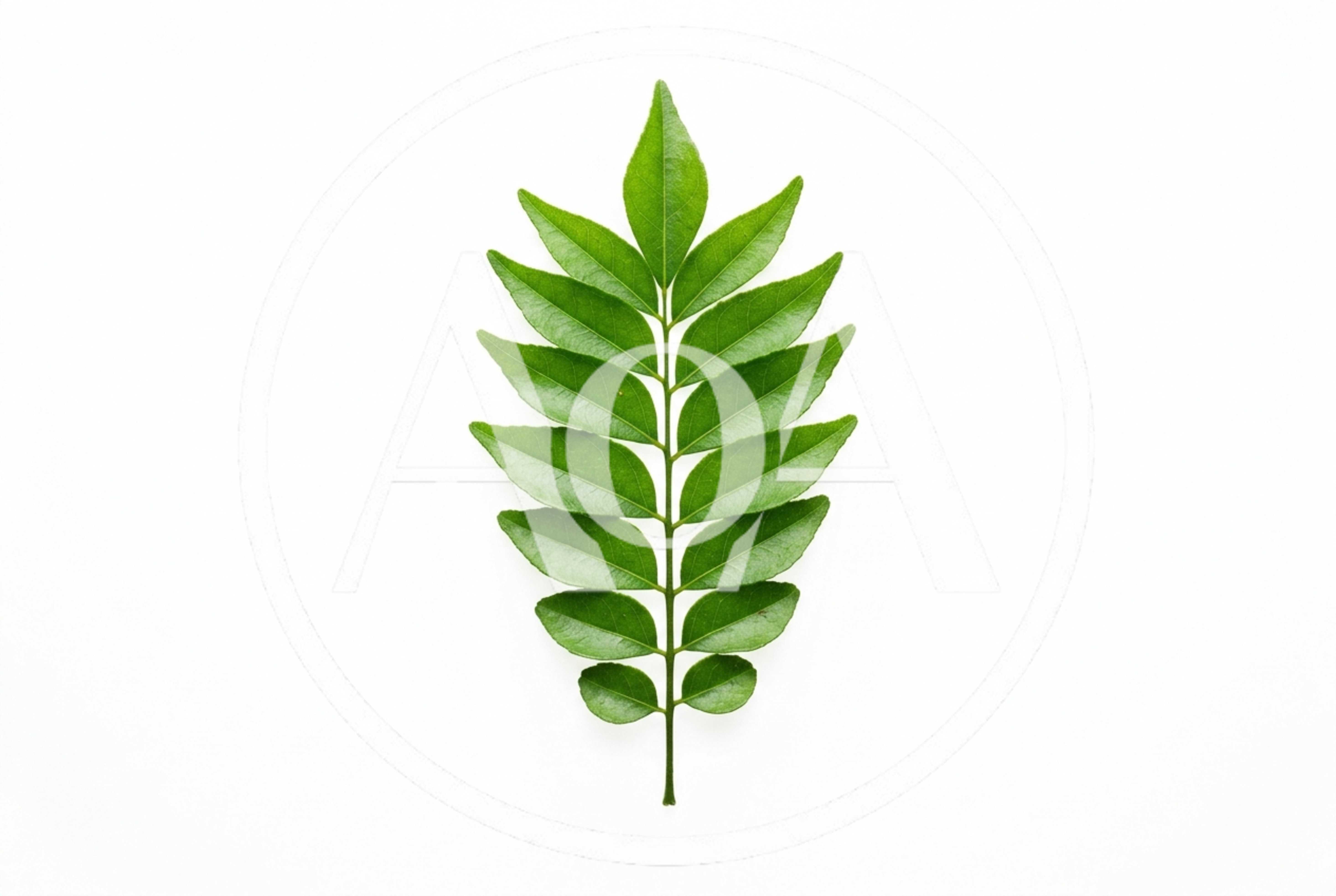Fresh Green Curry Leaves Isolated On White Background