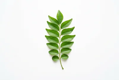Fresh Green Curry Leaves Sprig On White Background